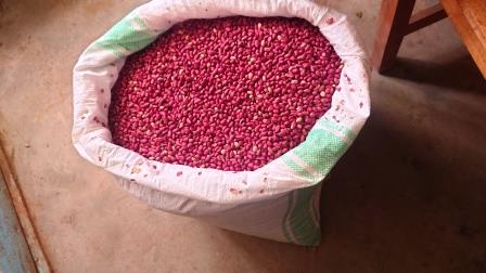 SUITE DISTRIBUTION SEMENCES CRAE